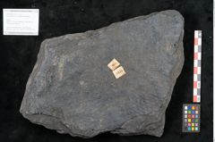 Foto (Objekt + Etikett) von Syringodendron cyclostigma Brongniart (NHMW-GEO-2024-0188-11115)